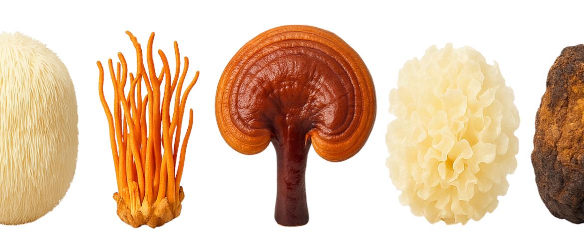 Pure Fungi